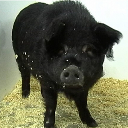 Southland pig facility closed